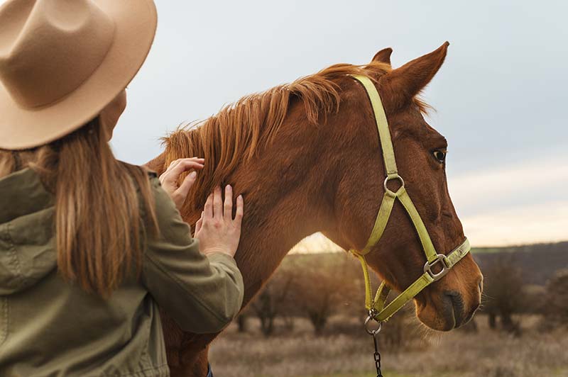 assurance cheval