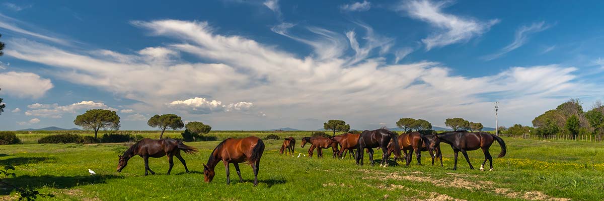 assurance mortalité chevaux