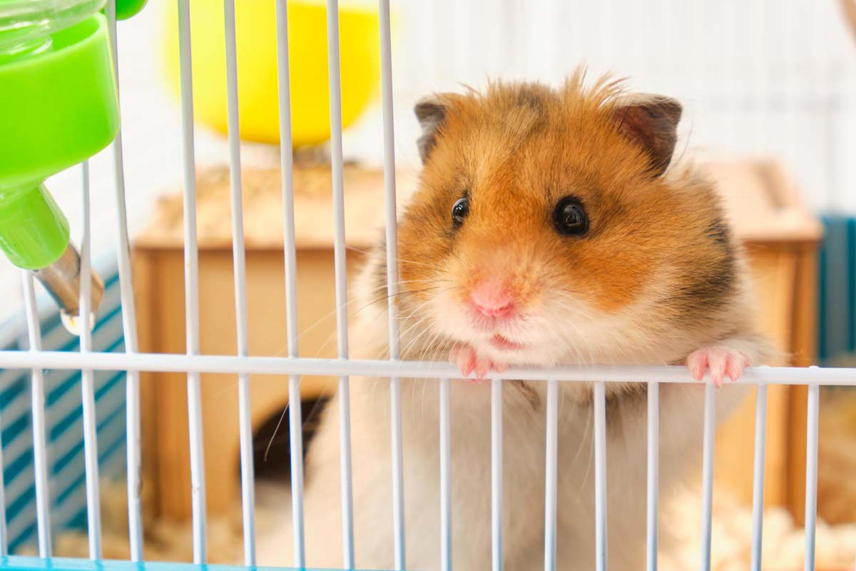 Quelle assurance pour un hamster ?