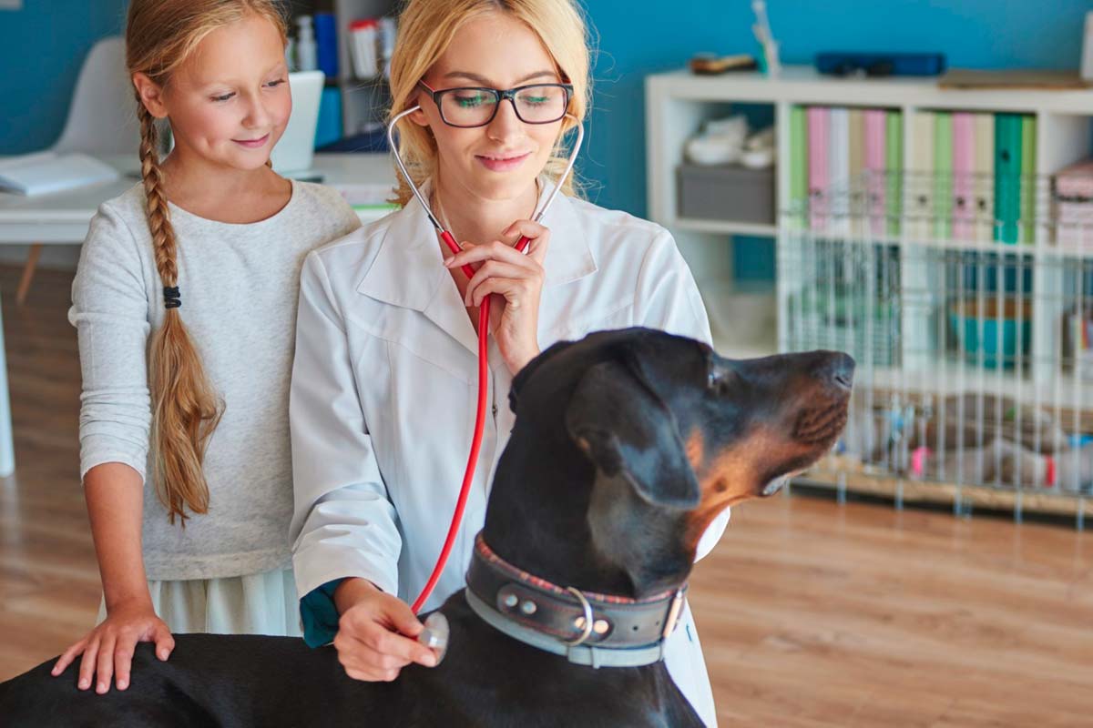 Assurer votre animal : un acte de prévoyance